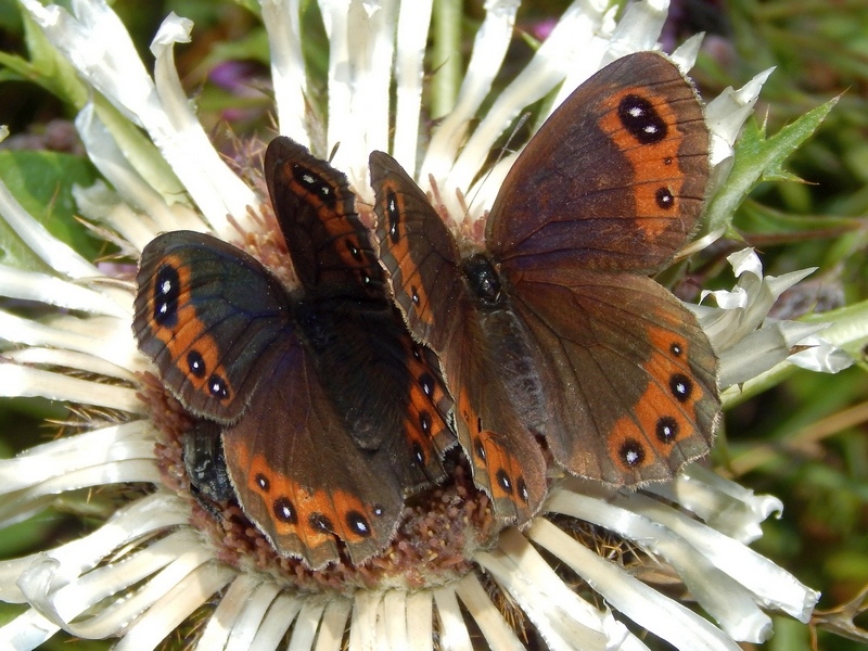 Erebia 2 da ID - Erebia styx